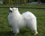 Собаки в Химках: Титулованный кобель самоеда приглашает на вязку! Мальчик, 35 000 руб. - фото 1