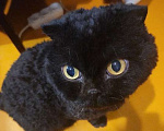 Кошки в Сергиеве Посаде: Вязка Шотландского кота Мальчик, 1 руб. - фото 1