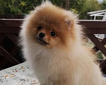 Собаки в Сочи: Девочки-помераночки Девочка, Бесплатно - фото 6