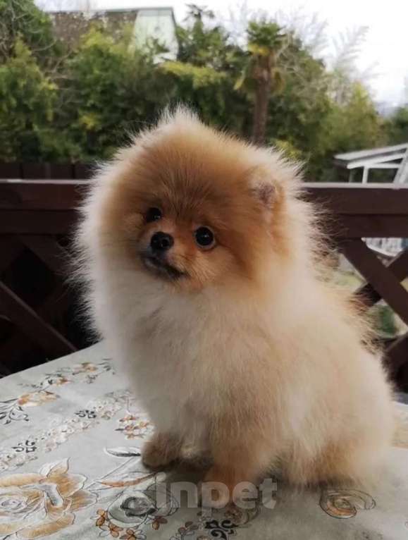 Собаки в Сочи: Девочки-помераночки Девочка, Бесплатно - фото 6