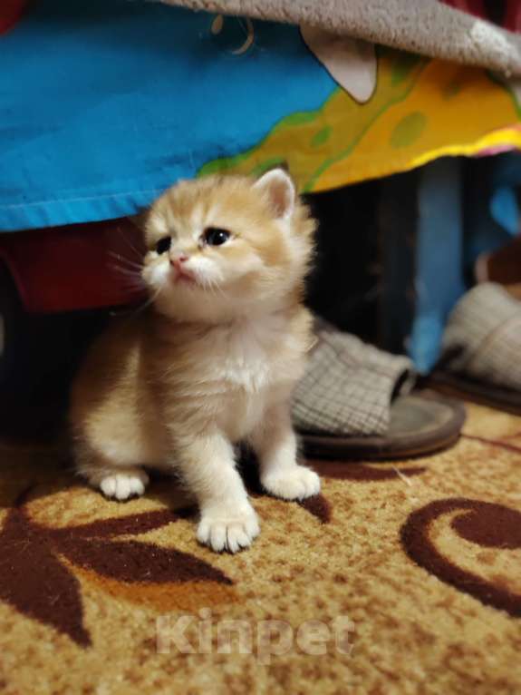 Кошки в Владивостоке: Шотландцы Разнополые, Бесплатно - фото 3