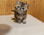 Кошки в Воронеже: Экзотический короткошёрстный котёнок Девочка, 20 000 руб. - фото 6