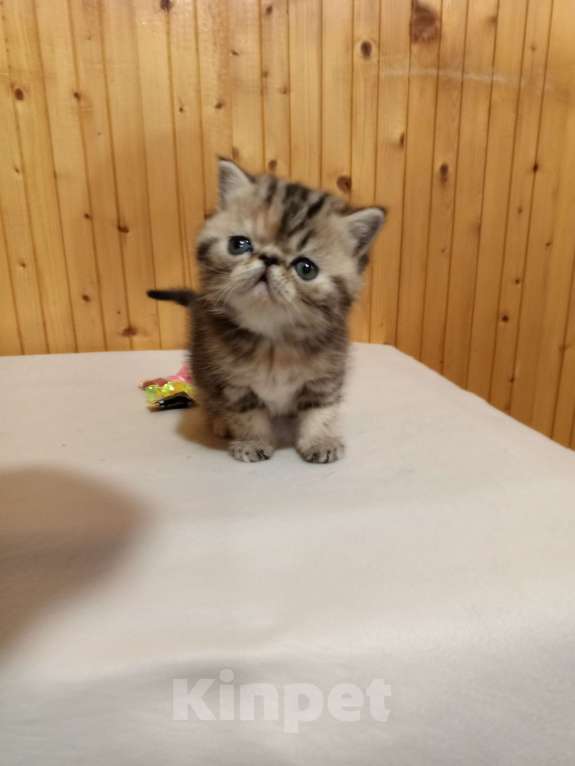 Кошки в Воронеже: Экзотический короткошёрстный котёнок Девочка, 20 000 руб. - фото 6