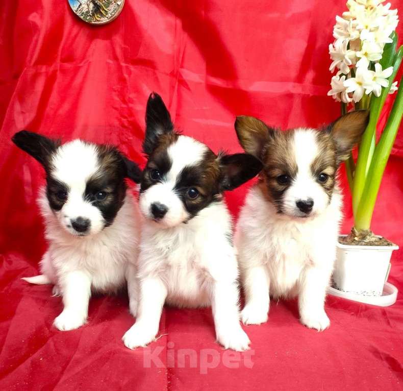 Собаки в Красноармейске: Щенки папийона Мальчик, 30 000 руб. - фото 10