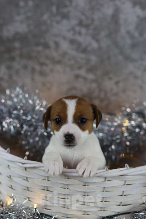 Собаки в Санкт-Петербурге: Щенок Мини Джек Рассел Терьера “Луна» Девочка, 50 000 руб. - фото 2