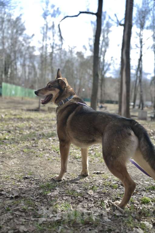 Собаки в Красногорске: Молодой метис немецкой овчарки Юджин ждёт своего хозяина  Мальчик, Бесплатно - фото 3
