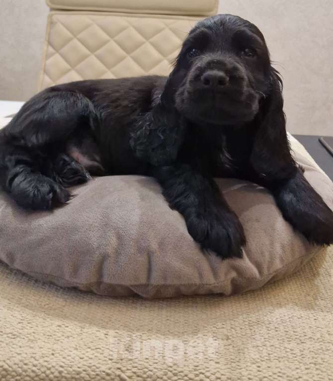 Собаки в Всеволожске: Английский кокер спаниель-щенок Мальчик, Бесплатно - фото 3