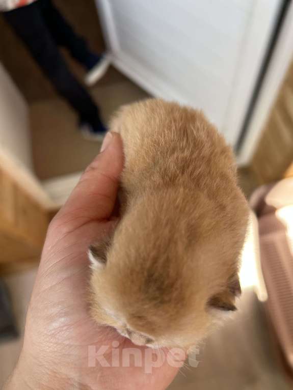 Кошки в Казани: Котики Мальчик, 35 000 руб. - фото 3