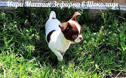 Носик курносик, головка "яблочком" девочка чихуахуа