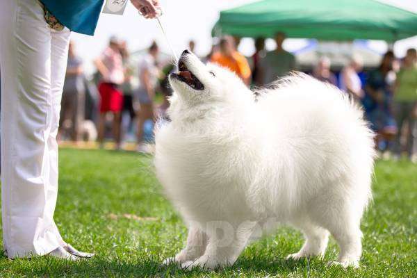 Собаки в Смоленске: Щенки самоеда Девочка, 70 000 руб. - фото 4