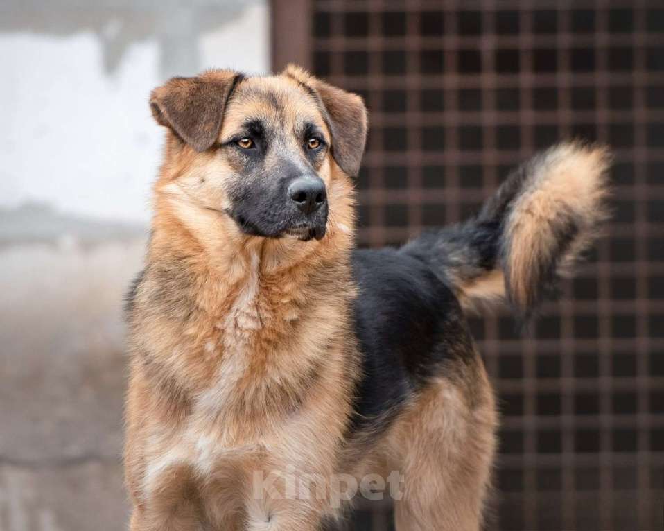 Собаки в Москве: Миша - достоин поверить, что нужен Мальчик, Бесплатно - фото 6