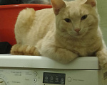 Кошки в Омске: котенок Мальчик, 1 руб. - фото 4