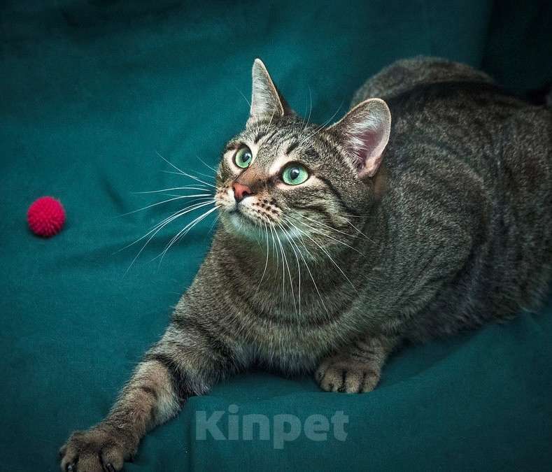 Кошки в Москве: Шикарный шпротный кот Вася в добрые руки Мальчик, Бесплатно - фото 3