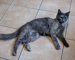 Кошки в Королеве: котенок Серафима в добрые руки Девочка, Бесплатно - фото 5