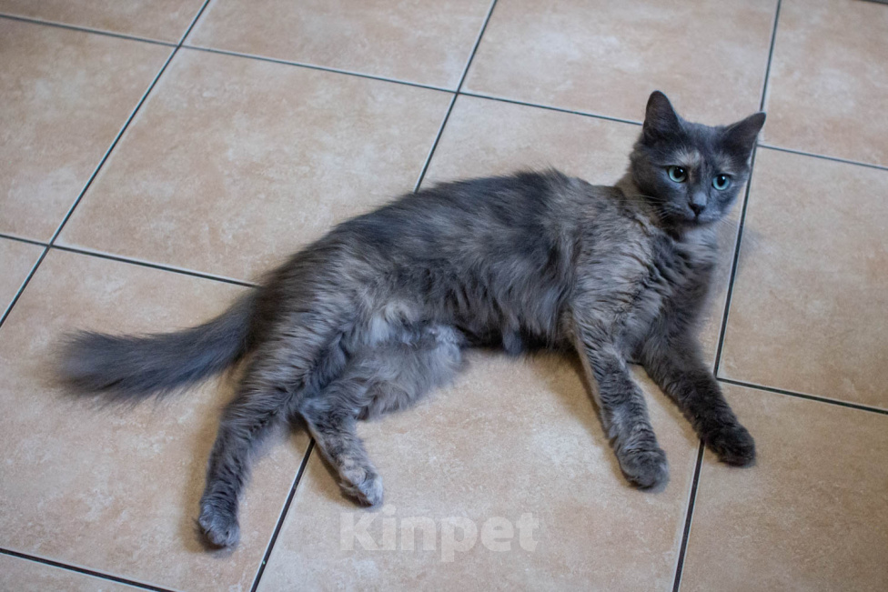 Кошки в Королеве: котенок Серафима в добрые руки Девочка, Бесплатно - фото 5