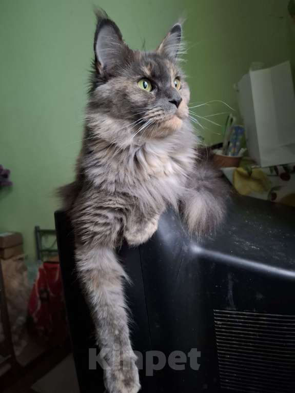 Кошки в Москве: Куненок невероятного окраса Мальчик, 30 000 руб. - фото 4