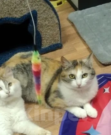 Кошки в Москве: Красавица Мелисса в добрые руки Девочка, Бесплатно - фото 4