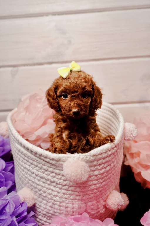 Собаки в Одинцово: Той пудель ркф Мальчик, 85 000 руб. - фото 1