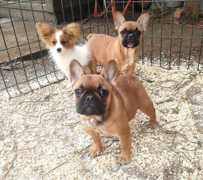 Собаки в Красноармейске: Девочки французкого бульдога Девочка, 30 000 руб. - фото 5