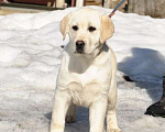 Собаки в Задонске: Девочка Лабрадора Девочка, 50 000 руб. - фото 2