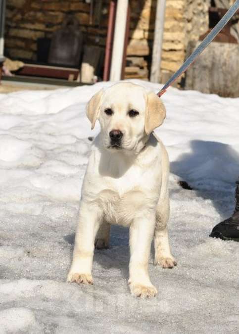 Собаки в Задонске: Девочка Лабрадора Девочка, 50 000 руб. - фото 2