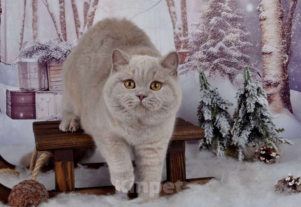 Кошки в Санкт-Петербурге: Британская кошечка черепахового окраса Девочка, 45 000 руб. - фото 6