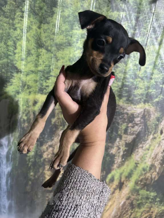 Собаки в других городах Ставропольского края: Продаются тойчики  Мальчик, Бесплатно - фото 6