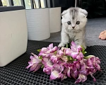 Кошки в Санкт-Петербурге: Шотландские вислоухие котята Разнополые, 18 000 руб. - фото 2