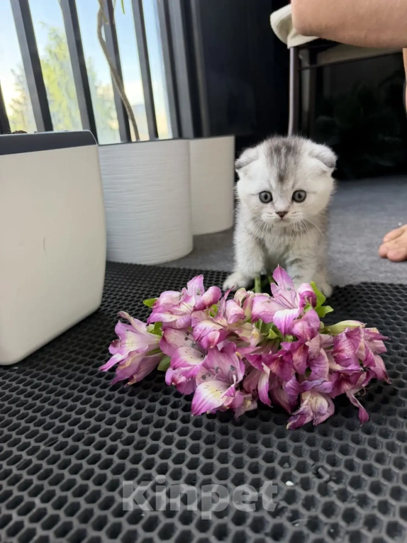 Кошки в Санкт-Петербурге: Шотландские вислоухие котята Разнополые, 18 000 руб. - фото 2