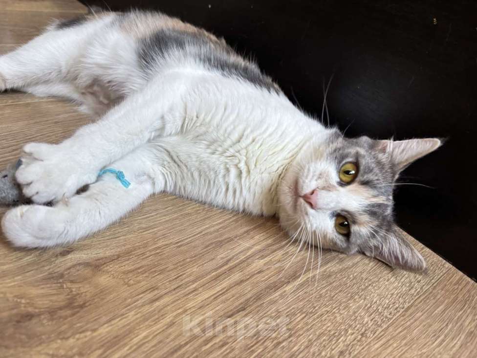 Кошки в Ростове-на-Дону: Кошечке - Трехцветочке срочно нужен дом Девочка, Бесплатно - фото 5