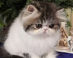 Кошки в Казани: котята - экзоты Мальчик, 30 000 руб. - фото 6