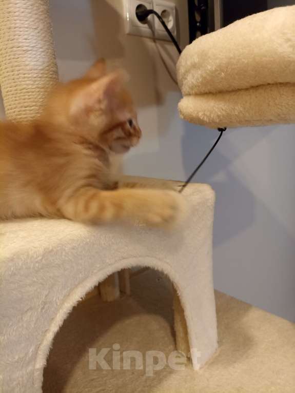 Кошки в Воронеже: Рыжие котята Мальчик, Бесплатно - фото 1