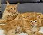 Кошки в Кемерово: Мейн кун котята Девочка, 35 000 руб. - фото 3