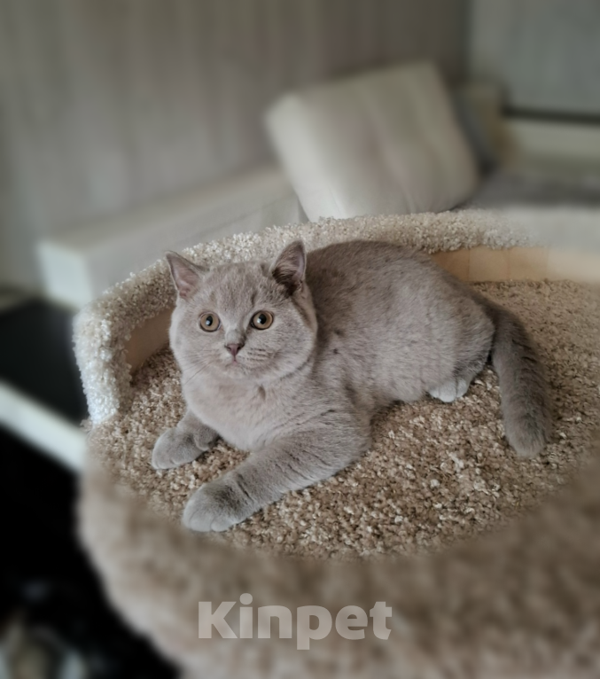 Кошки в Санкт-Петербурге: Британский котенок лилового окраса. Мальчик, Бесплатно - фото 1