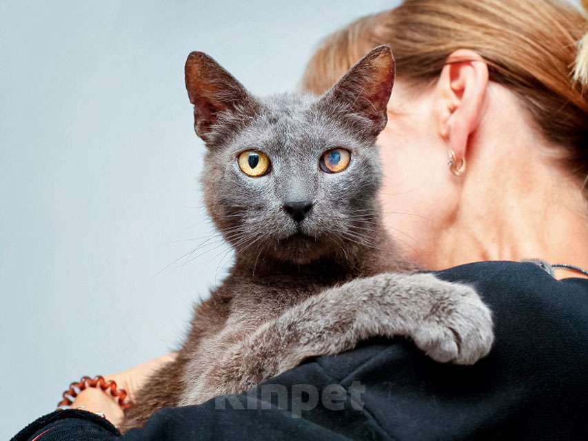 Кошки в Москве: Гера ищет дом: доверчивое сердце, которое верит в людей вопреки всему Мальчик, Бесплатно - фото 3