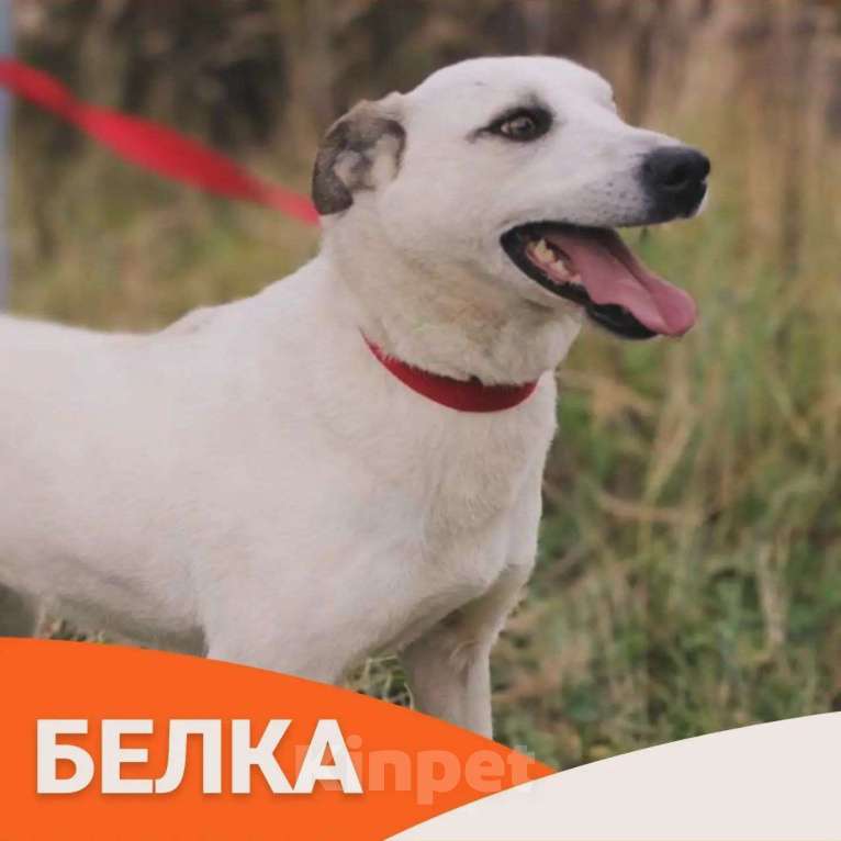 Собаки в Голицыно: Пиратка Белка Девочка, Бесплатно - фото 1