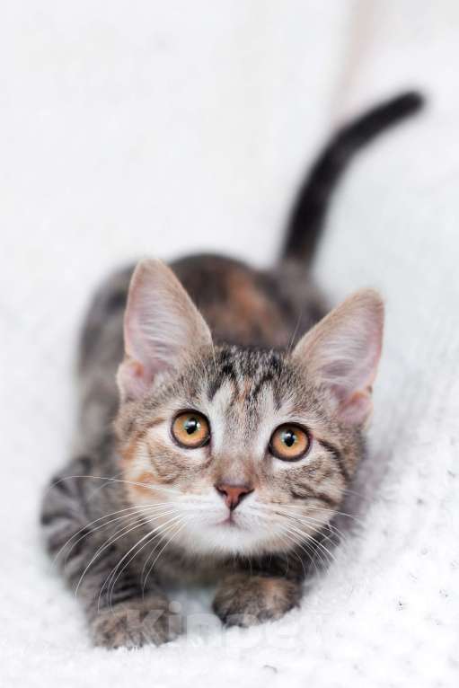 Кошки в Москве: Трехцветный полосатый котёнок Тея в добрые руки Девочка, 1 руб. - фото 6