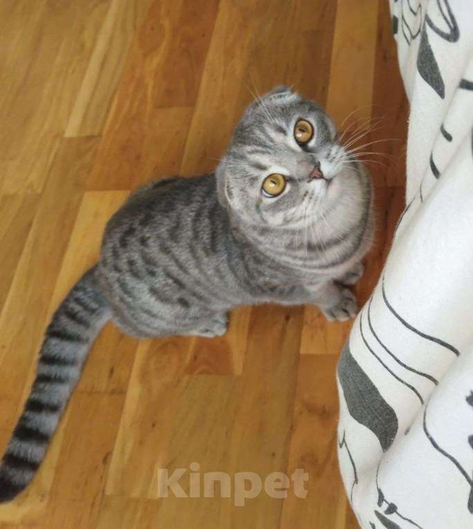 Кошки в Йошкаре-Оле: Шотландские короткошёрстные вислоухие котята Мальчик, 7 000 руб. - фото 6