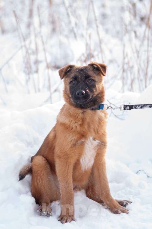 Собаки в Ногинске: Тэйси — ваш персональный солнечный лучик!  Девочка, Бесплатно - фото 4