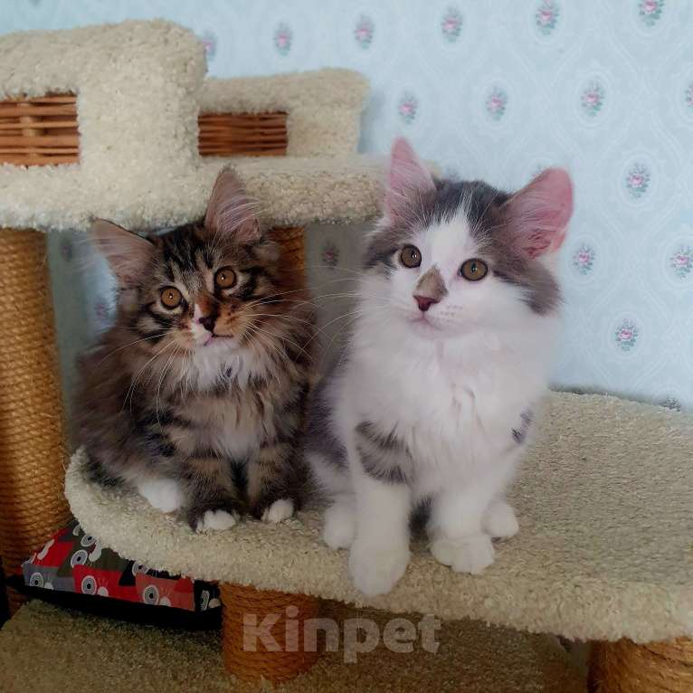 Кошки в Москве: Котята курильского бобтейла Мальчик, 20 000 руб. - фото 3