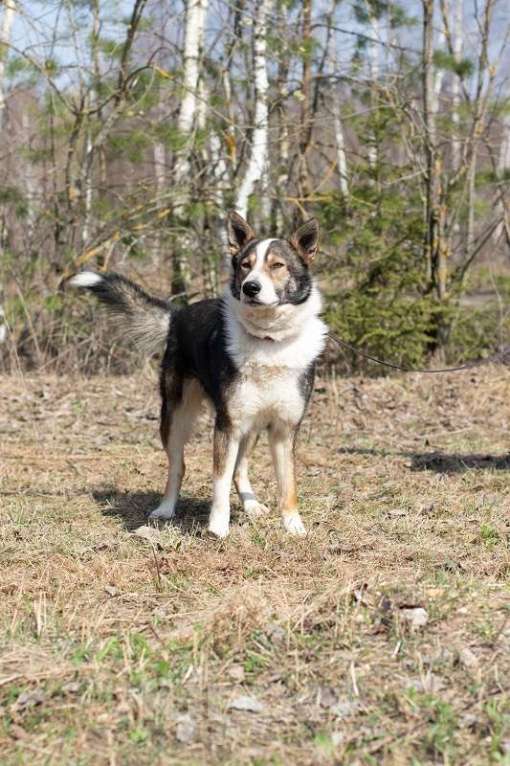 Собаки в Москве: Теодор. Лучший друг ждет в приюте Мальчик, 1 руб. - фото 2