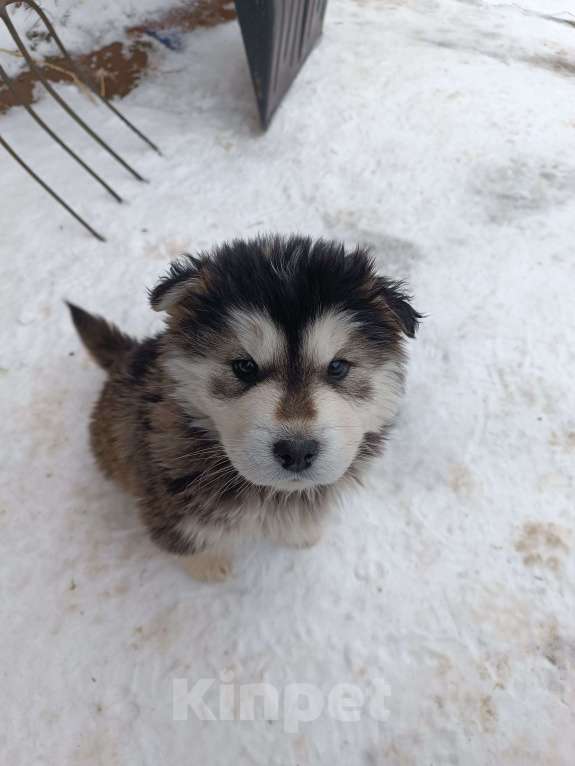 Собаки в других городах Ставропольского края: Продаю щеночков! Мальчик, 2 000 руб. - фото 7