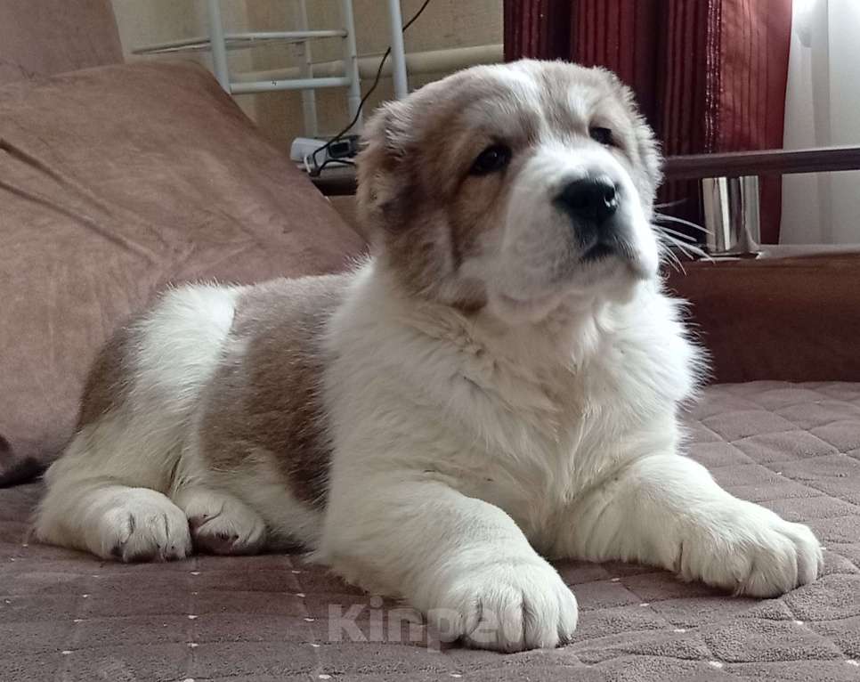 Собаки в Печоре: Щенок САО Мальчик, 45 000 руб. - фото 1