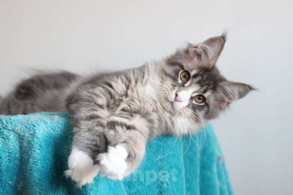 Кошки в Екатеринбурге: Котенок мейнкун из питомника РИЧКУН Мальчик, 40 000 руб. - фото 7