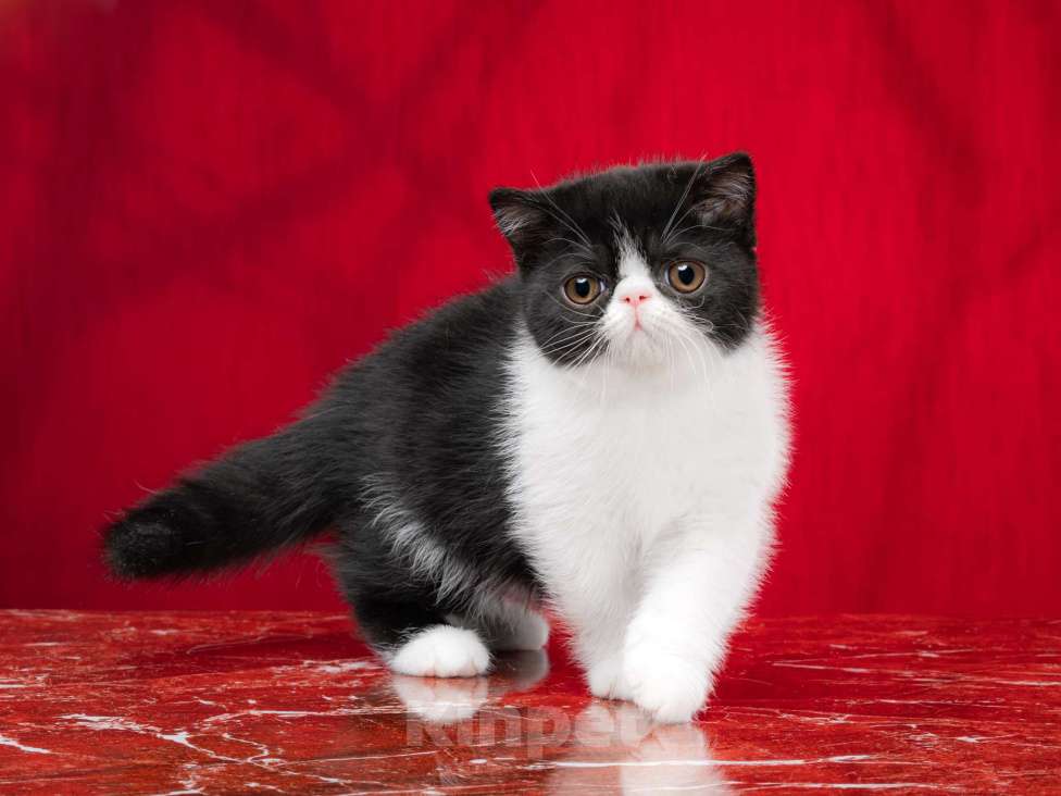 Кошки в Новосибирске: Котик экзотический короткошерстный Мальчик, Бесплатно - фото 1