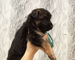 Собаки в Ачинске: Ищем хорошую семью Мальчик, 25 000 руб. - фото 1
