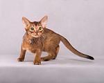 Кошки в Старом Купавне: Абиссинский подросток Мальчик, 30 000 руб. - фото 5