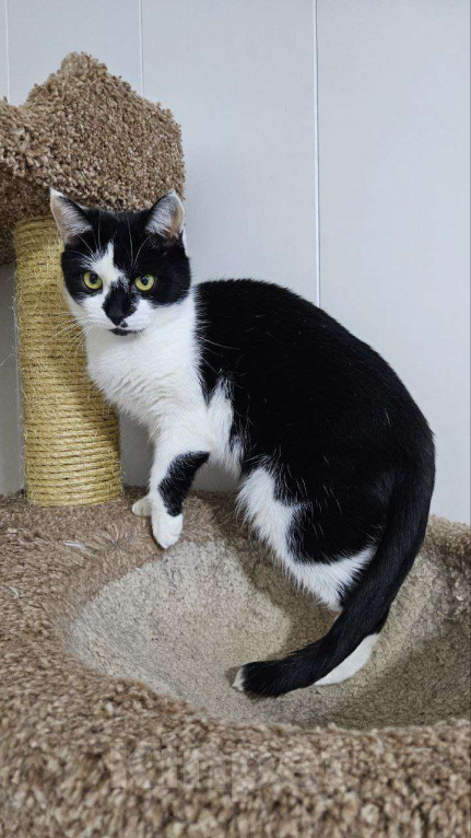 Кошки в Санкт-Петербурге: Киса ищет дом Девочка, Бесплатно - фото 2