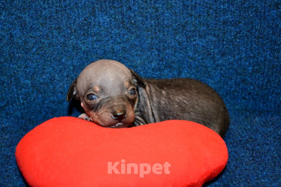 Собаки в Москве: Щенки американского голого терьера  Мальчик, 30 000 руб. - фото 3