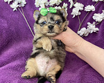 Собаки в Москве: Голубоглазый йорк мальчик мраморный Мальчик, 120 000 руб. - фото 9